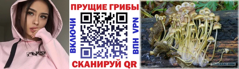 Псилоцибиновые грибы мицелий  Емва 